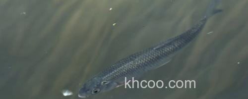 丹氏雅罗鱼是什么鱼？_0