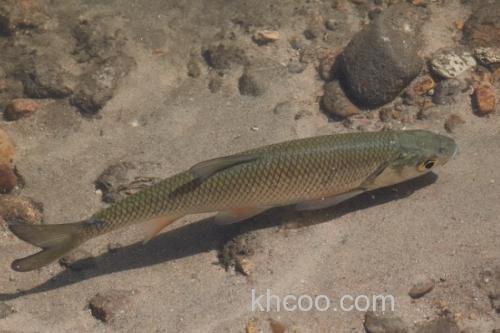 准噶尔雅罗鱼是什么鱼？_3