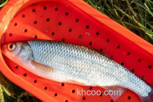 丹氏雅罗鱼是什么鱼？_1