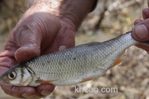 丹氏雅罗鱼是什么鱼？_2