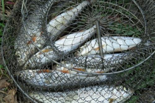 丹氏雅罗鱼是什么鱼？_3