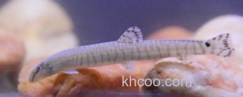 虎纹后鳍花鳅是什么鱼？_0