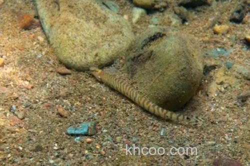 虎纹后鳍花鳅是什么鱼？_1