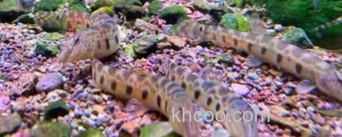 沙花鳅是什么鱼？_0