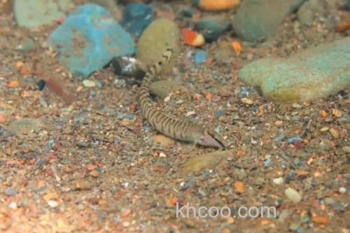 虎纹后鳍花鳅是什么鱼？_2