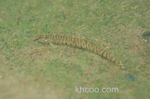 虎纹后鳍花鳅是什么鱼？_3