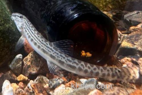 沙花鳅是什么鱼？_1