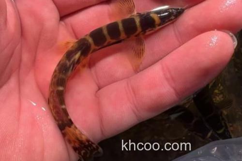 沙花鳅是什么鱼？_2