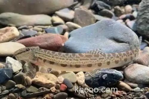 沙花鳅是什么鱼？_3