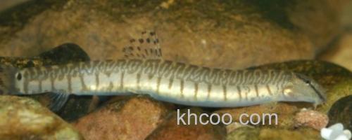 大斑花鳅是什么鱼？_0