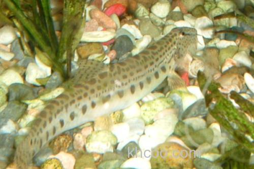 大斑花鳅是什么鱼？_1