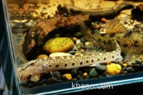 大斑花鳅是什么鱼？_2