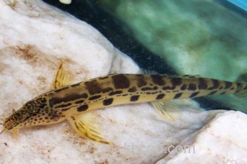 大斑花鳅是什么鱼？_3