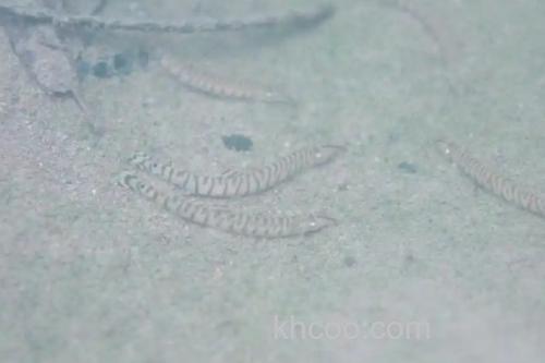 后鳍花鳅是什么鱼？_1