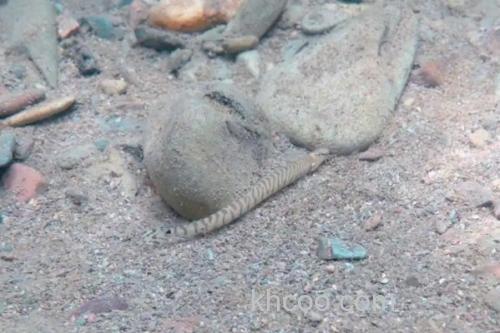 后鳍花鳅是什么鱼？_2