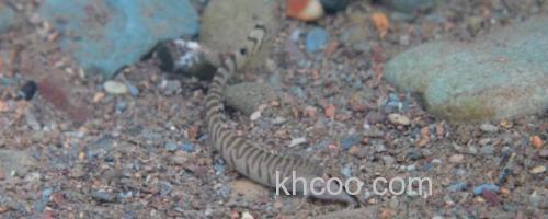 后鳍花鳅是什么鱼？_0