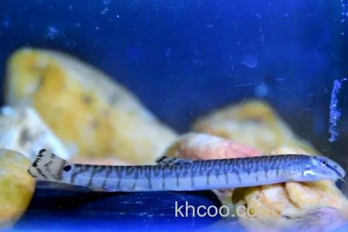 后鳍花鳅是什么鱼？_3