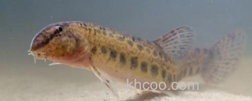 信江后鳍花鳅是什么鱼？_0