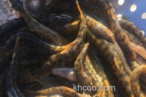 信江后鳍花鳅是什么鱼？_1