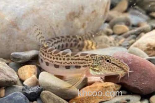 信江后鳍花鳅是什么鱼？_2