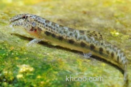 信江后鳍花鳅是什么鱼？_3