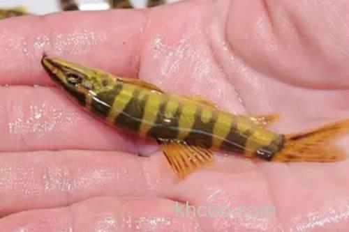 侧斑后鳍花鳅是什么鱼？_1