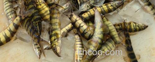 侧斑后鳍花鳅是什么鱼？_0