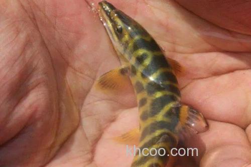 侧斑后鳍花鳅是什么鱼？_3