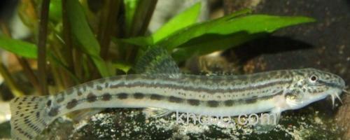 中华花鳅是什么鱼？_0