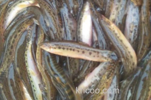 侧斑后鳍花鳅是什么鱼？_2