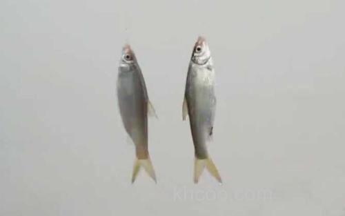 钓鲴鱼_4