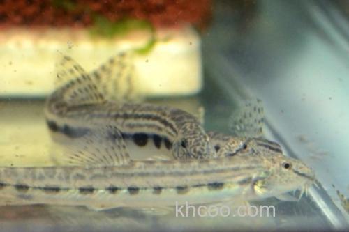 中华花鳅是什么鱼？_1