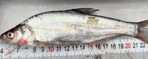 黑尾近红鲌是什么鱼？_0