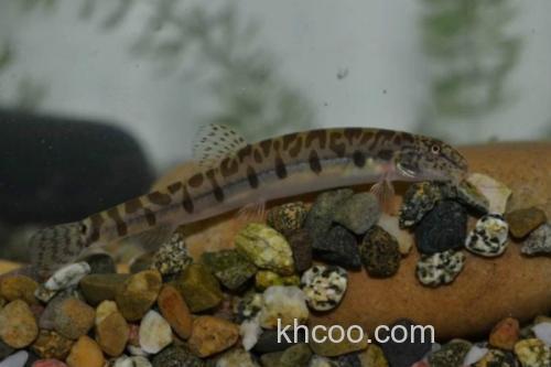 中华花鳅是什么鱼？_3