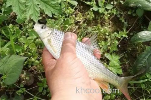 黑尾近红鲌是什么鱼？_1