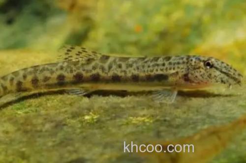 中华花鳅是什么鱼？_2