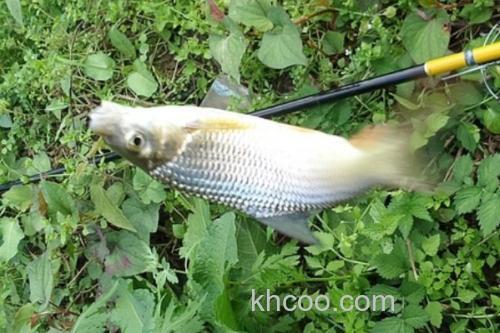 黑尾近红鲌是什么鱼？_2