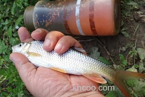 黑尾近红鲌是什么鱼？_3