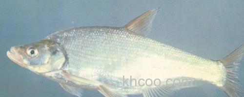 高体近红鲌是什么鱼？_0