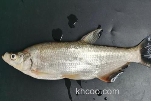 高体近红鲌是什么鱼？_1