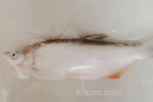 高体近红鲌是什么鱼？_3