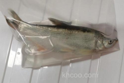 高体近红鲌是什么鱼？_2