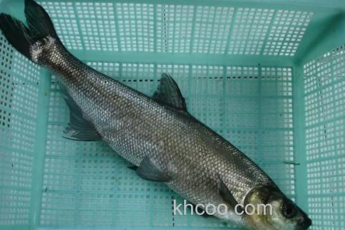 青梢红鲌是什么鱼？_1