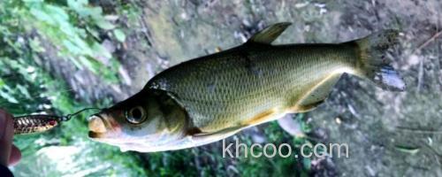 青梢红鲌是什么鱼？_0