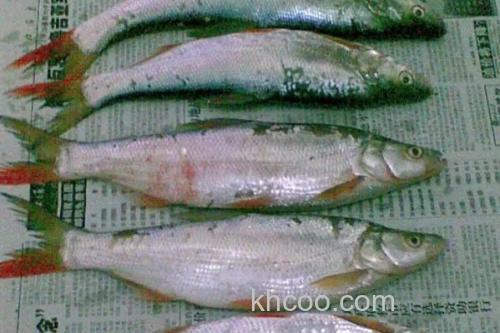 青梢红鲌是什么鱼？_2