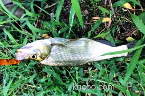 青梢红鲌是什么鱼？_3