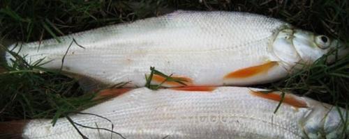 邛海鲌是什么鱼？_0