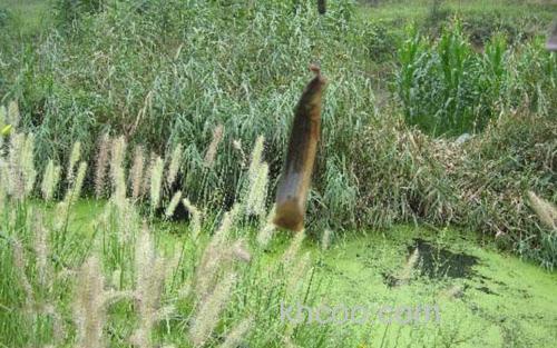 泥鳅钓鱼_0