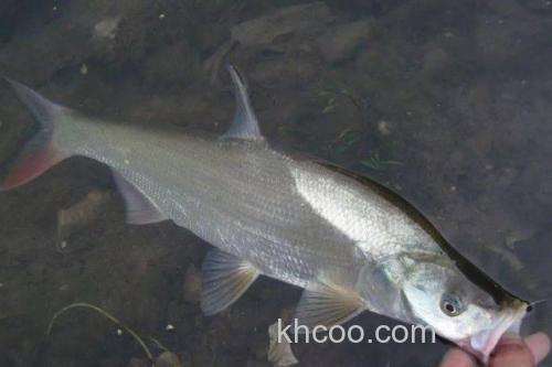 邛海鲌是什么鱼？_1