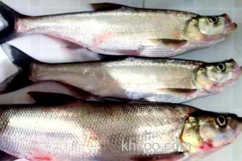 邛海鲌是什么鱼？_2